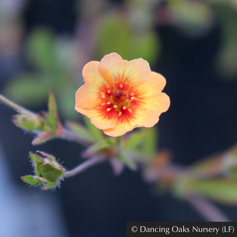 Perennials ~ Potentilla x tonguei, Staghorn Cinquefoil ~ Dancing Oaks Nursery and Gardens ~ Retail Nursery ~ Mail Order Nursery