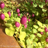 Perennials ~ Pratia nummularia, Roundleaf Star Creeper ~ Dancing Oaks Nursery and Gardens ~ Retail Nursery ~ Mail Order Nursery