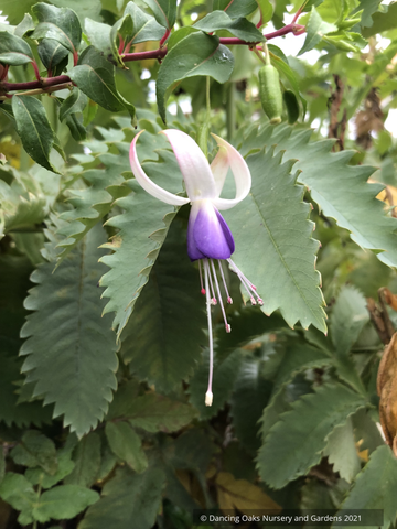 Perennials ~ Fuchsia 'Preston Guild', Hardy Fuchsia ~ Dancing Oaks Nursery and Gardens ~ Retail Nursery ~ Mail Order Nursery