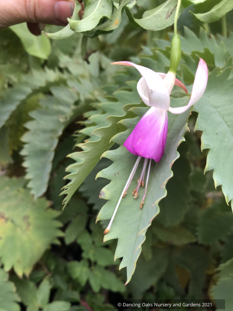Fuchsia 'Preston Guild', Hardy Fuchsia – Dancing Oaks Nursery and