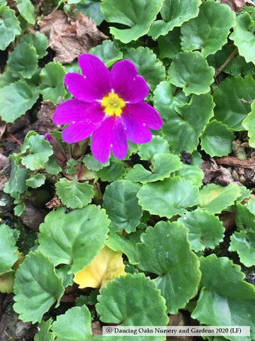 Perennials ~ Primula juliae, Primrose ~ Dancing Oaks Nursery and Gardens ~ Retail Nursery ~ Mail Order Nursery