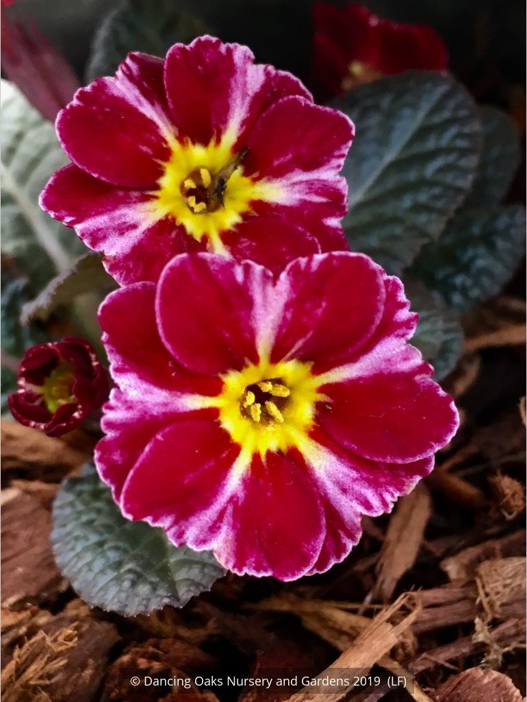 Perennials ~ Primula 'Dark Rosaleen', Polyantha Primrose ~ Dancing Oaks Nursery and Gardens ~ Retail Nursery ~ Mail Order Nursery