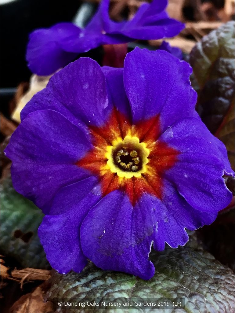 Perennials ~ Primula 'Wanda Blue Shades', Primrose ~ Dancing Oaks Nursery and Gardens ~ Retail Nursery ~ Mail Order Nursery