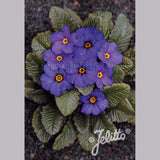 Perennials ~ Primula 'Wanda Blue Shades', Primrose ~ Dancing Oaks Nursery and Gardens ~ Retail Nursery ~ Mail Order Nursery