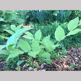 Perennials ~ Prosartes hookeri (Syn. Disporum hookeri) Hooker's Fairy Bells ~ Dancing Oaks Nursery and Gardens ~ Retail Nursery ~ Mail Order Nursery