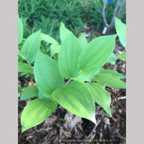 Perennials ~ Prosartes hookeri (Syn. Disporum hookeri) Hooker's Fairy Bells ~ Dancing Oaks Nursery and Gardens ~ Retail Nursery ~ Mail Order Nursery