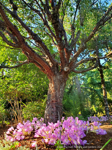 Trees ~ Prunus serrula, Birch Bark Cherry ~ Dancing Oaks Nursery and Gardens ~ Retail Nursery ~ Mail Order Nursery