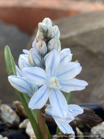 Bulbs and Tubers ~ Pusckinia scilloides var libanotica, Striped Squill ~ Dancing Oaks Nursery and Gardens ~ Retail Nursery ~ Mail Order Nursery