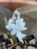 Bulbs and Tubers ~ Pusckinia scilloides var libanotica, Striped Squill ~ Dancing Oaks Nursery and Gardens ~ Retail Nursery ~ Mail Order Nursery