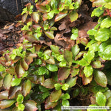 Shrubs ~ Ribes davidii, Evergreen Prostrate Currant ~ Dancing Oaks Nursery and Gardens ~ Retail Nursery ~ Mail Order Nursery
