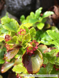 Shrubs ~ Ribes davidii, Evergreen Prostrate Currant ~ Dancing Oaks Nursery and Gardens ~ Retail Nursery ~ Mail Order Nursery
