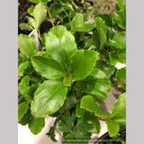 Shrubs ~ Ribes davidii, Evergreen Prostrate Currant ~ Dancing Oaks Nursery and Gardens ~ Retail Nursery ~ Mail Order Nursery