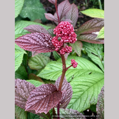 Perennials ~ Rodgersia pinnata 'Bronze Peacock', Rodger's Flower ~ Dancing Oaks Nursery and Gardens ~ Retail Nursery ~ Mail Order Nursery