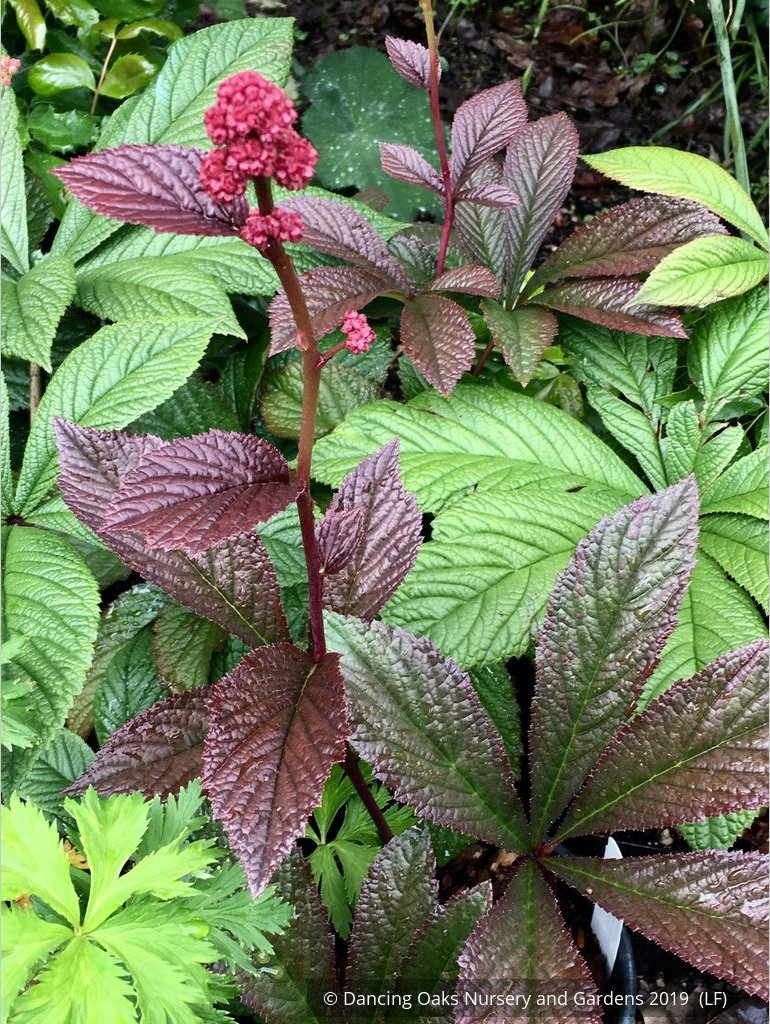 Perennials ~ Rodgersia pinnata 'Bronze Peacock', Rodger's Flower ~ Dancing Oaks Nursery and Gardens ~ Retail Nursery ~ Mail Order Nursery
