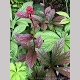 Perennials ~ Rodgersia pinnata 'Bronze Peacock', Rodger's Flower ~ Dancing Oaks Nursery and Gardens ~ Retail Nursery ~ Mail Order Nursery