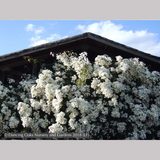 Vines ~ Rosa mulliganii, Single White Species Rose, Climbing Rose ~ Dancing Oaks Nursery and Gardens ~ Retail Nursery ~ Mail Order Nursery