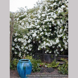Vines ~ Rosa mulliganii, Single White Species Rose, Climbing Rose ~ Dancing Oaks Nursery and Gardens ~ Retail Nursery ~ Mail Order Nursery