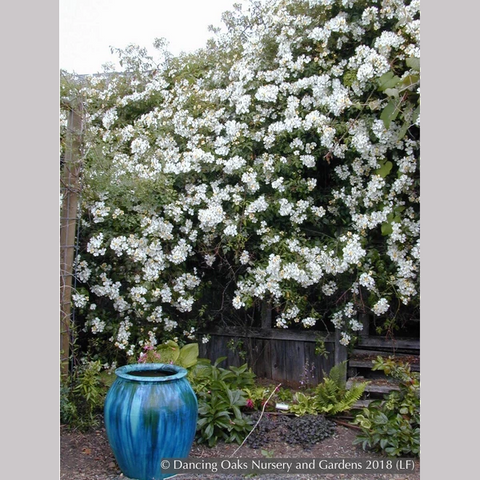 Vines ~ Rosa mulliganii, Single White Species Rose, Climbing Rose ~ Dancing Oaks Nursery and Gardens ~ Retail Nursery ~ Mail Order Nursery