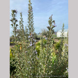 Perennials ~ Rosmarinus officinalis 'Blue Spires', Upright Rosemary ~ Dancing Oaks Nursery and Gardens ~ Retail Nursery ~ Mail Order Nursery