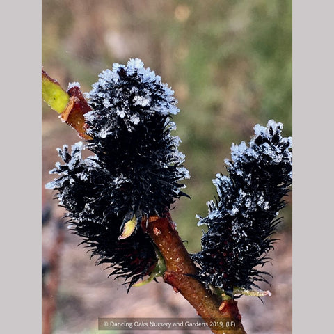 Shrubs ~ Salix gracilistyla 'Melanostachys', Black Pussy Willow ~ Dancing Oaks Nursery and Gardens ~ Retail Nursery ~ Mail Order Nursery