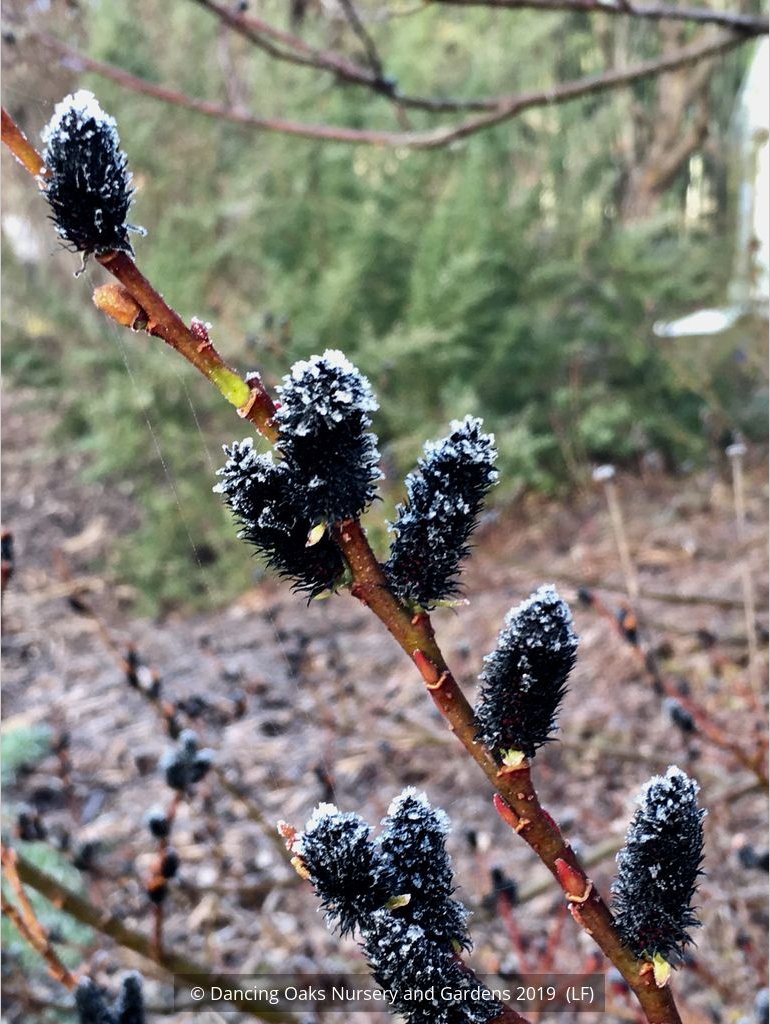 Shrubs ~ Salix gracilistyla 'Melanostachys', Black Pussy Willow ~ Dancing Oaks Nursery and Gardens ~ Retail Nursery ~ Mail Order Nursery