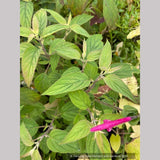 Perennials ~ Salvia curviflora, Mexican Sage ~ Dancing Oaks Nursery and Gardens ~ Retail Nursery ~ Mail Order Nursery