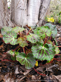 Perennials ~ Saxifraga stolonifera, Strawberry Geranium ~ Dancing Oaks Nursery and Gardens ~ Retail Nursery ~ Mail Order Nursery