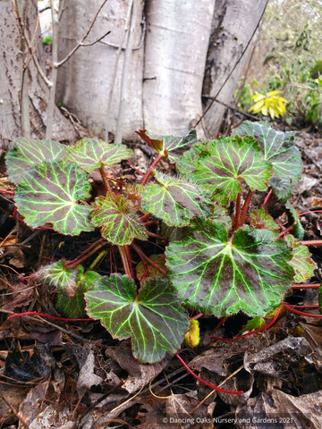 Perennials ~ Saxifraga stolonifera, Strawberry Geranium ~ Dancing Oaks Nursery and Gardens ~ Retail Nursery ~ Mail Order Nursery