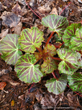 Perennials ~ Saxifraga stolonifera, Strawberry Geranium ~ Dancing Oaks Nursery and Gardens ~ Retail Nursery ~ Mail Order Nursery