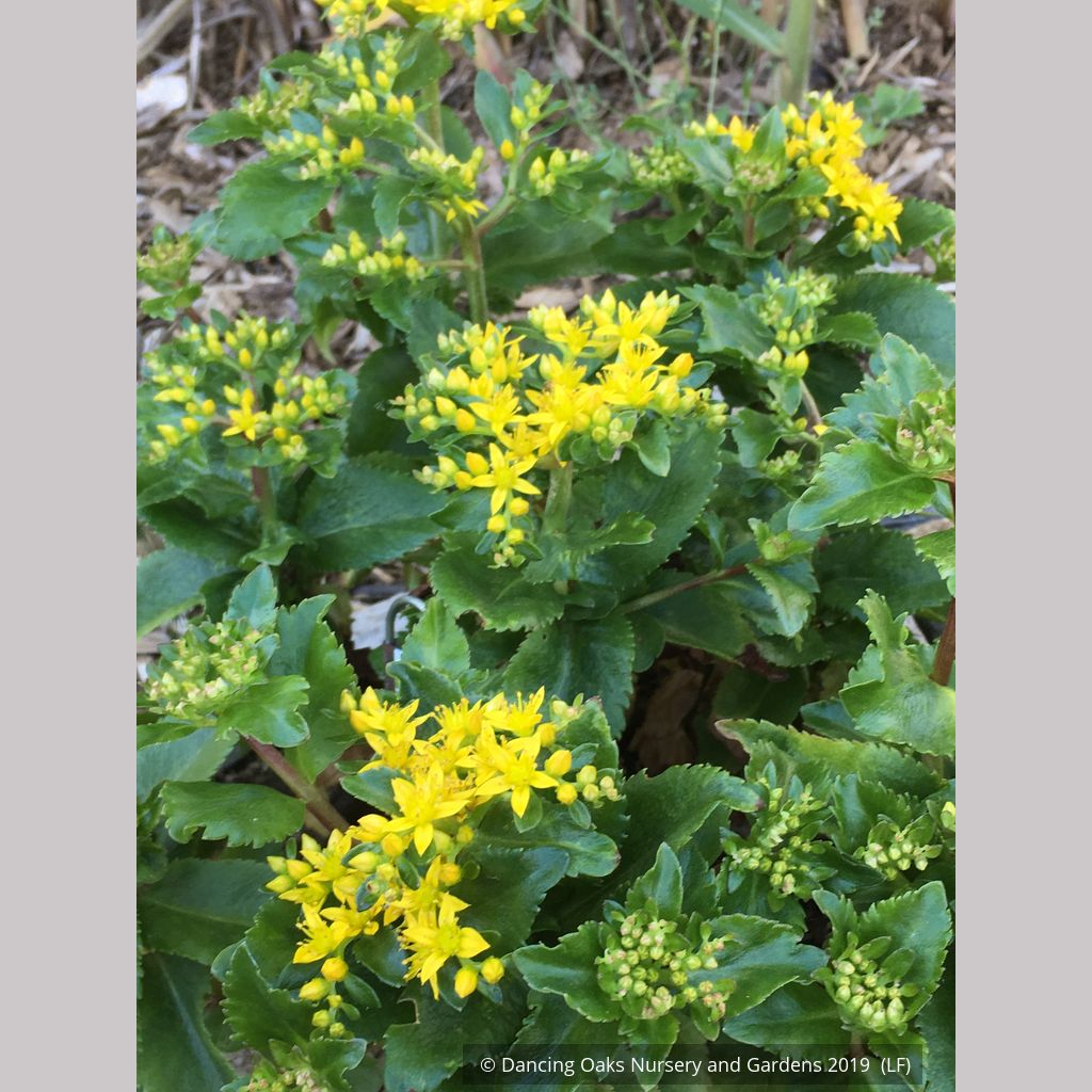 Sedum aizoon 'Euphorbioides', Showy Stonecrop – Dancing Oaks
