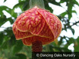 Shrubs ~ Abutilon 'Tiger Eye', Flowering Maple ~ Dancing Oaks Nursery and Gardens ~ Retail Nursery ~ Mail Order Nursery