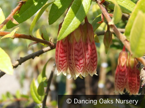 Shrubs ~ Agapetes 'Ludgvan Cross' ~ Dancing Oaks Nursery and Gardens ~ Retail Nursery ~ Mail Order Nursery