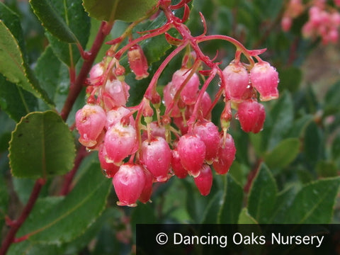 Shrubs ~ Arbutus unedo 'Oktoberfest', Strawberry Tree ~ Dancing Oaks Nursery and Gardens ~ Retail Nursery ~ Mail Order Nursery