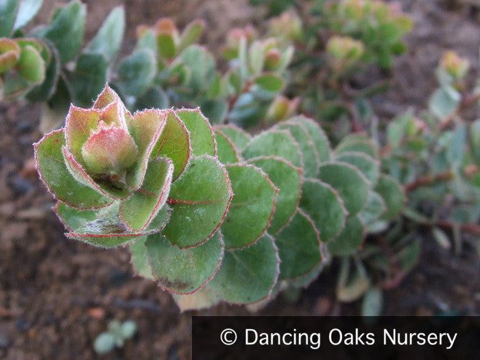 succulent point Arctostaphylos auriculata 'Knobcone Point', Mt. Diablo Manzanita – Dancing Oaks Nursery and Gardens
