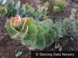 Shrubs ~ Arctostaphylos auriculata 'Knobcone Point', Mt. Diablo Manzanita ~ Dancing Oaks Nursery and Gardens ~ Retail Nursery ~ Mail Order Nursery