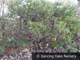Shrubs ~ Arctostaphylos densiflora 'Sentinel', Manzanita ~ Dancing Oaks Nursery and Gardens ~ Retail Nursery ~ Mail Order Nursery