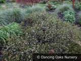 Shrubs ~ Arctostaphylos hookeri 'Ken Taylor', Manzanita ~ Dancing Oaks Nursery and Gardens ~ Retail Nursery ~ Mail Order Nursery