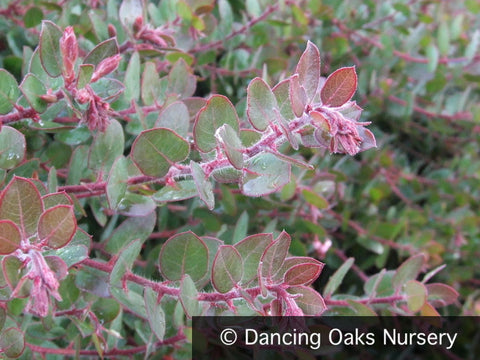 Shrubs ~ Arctostaphylos x 'John Dourley', Manzanita ~ Dancing Oaks Nursery and Gardens ~ Retail Nursery ~ Mail Order Nursery