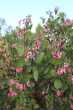 Shrubs ~ Arctostaphylos patula 'Siskiyou Pink', Manzanita ~ Dancing Oaks Nursery and Gardens ~ Retail Nursery ~ Mail Order Nursery