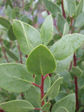 Shrubs ~ Arctostaphylos patula 'Siskiyou Pink', Manzanita ~ Dancing Oaks Nursery and Gardens ~ Retail Nursery ~ Mail Order Nursery
