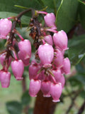 Shrubs ~ Arctostaphylos patula 'Siskiyou Pink', Manzanita ~ Dancing Oaks Nursery and Gardens ~ Retail Nursery ~ Mail Order Nursery