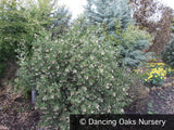 Shrubs ~ Arctostaphylos manzanita 'St. Helena', Manzanita ~ Dancing Oaks Nursery and Gardens ~ Retail Nursery ~ Mail Order Nursery