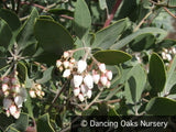 Shrubs ~ Arctostaphylos manzanita 'St. Helena', Manzanita ~ Dancing Oaks Nursery and Gardens ~ Retail Nursery ~ Mail Order Nursery