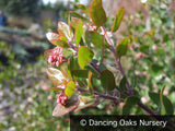Shrubs ~ Arctostaphylos x 'Sunset', Manzanita ~ Dancing Oaks Nursery and Gardens ~ Retail Nursery ~ Mail Order Nursery