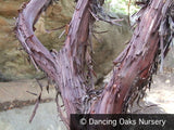 Shrubs ~ Arctostaphylos x 'Sunset', Manzanita ~ Dancing Oaks Nursery and Gardens ~ Retail Nursery ~ Mail Order Nursery