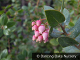 Shrubs ~ Arctostaphylos pajaroensis 'Warren Roberts', Manzanita ~ Dancing Oaks Nursery and Gardens ~ Retail Nursery ~ Mail Order Nursery