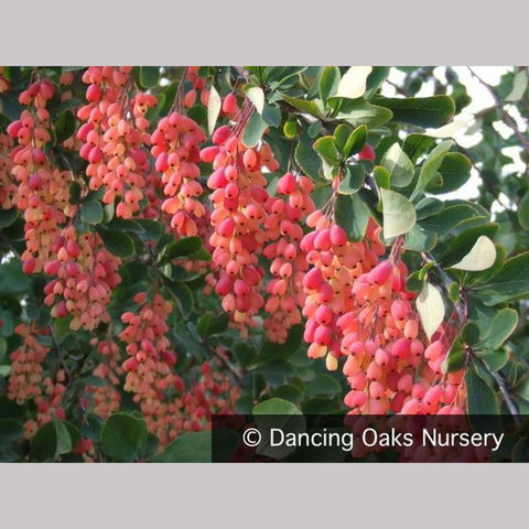 Shrubs ~ Berberis jamesiana, James' Barberry ~ Dancing Oaks Nursery and Gardens ~ Retail Nursery ~ Mail Order Nursery