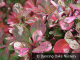 Shrubs ~ Berberis thunbergii 'Pow Wow', Barberry ~ Dancing Oaks Nursery and Gardens ~ Retail Nursery ~ Mail Order Nursery