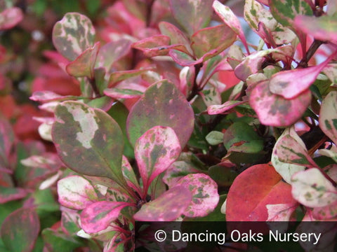 Shrubs ~ Berberis thunbergii 'Pow Wow', Barberry ~ Dancing Oaks Nursery and Gardens ~ Retail Nursery ~ Mail Order Nursery