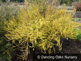 Shrubs ~ Berberis thunbergii 'Pow Wow', Barberry ~ Dancing Oaks Nursery and Gardens ~ Retail Nursery ~ Mail Order Nursery